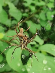 Argiope anasuja