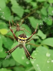 Argiope anasuja