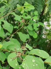 Argiope anasuja