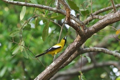 Icterus leucopteryx lawrencii