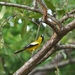 Icterus leucopteryx lawrencii - Photo (c) Thibaud Aronson, algunos derechos reservados (CC BY-SA), subido por Thibaud Aronson