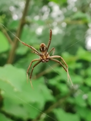Argiope anasuja