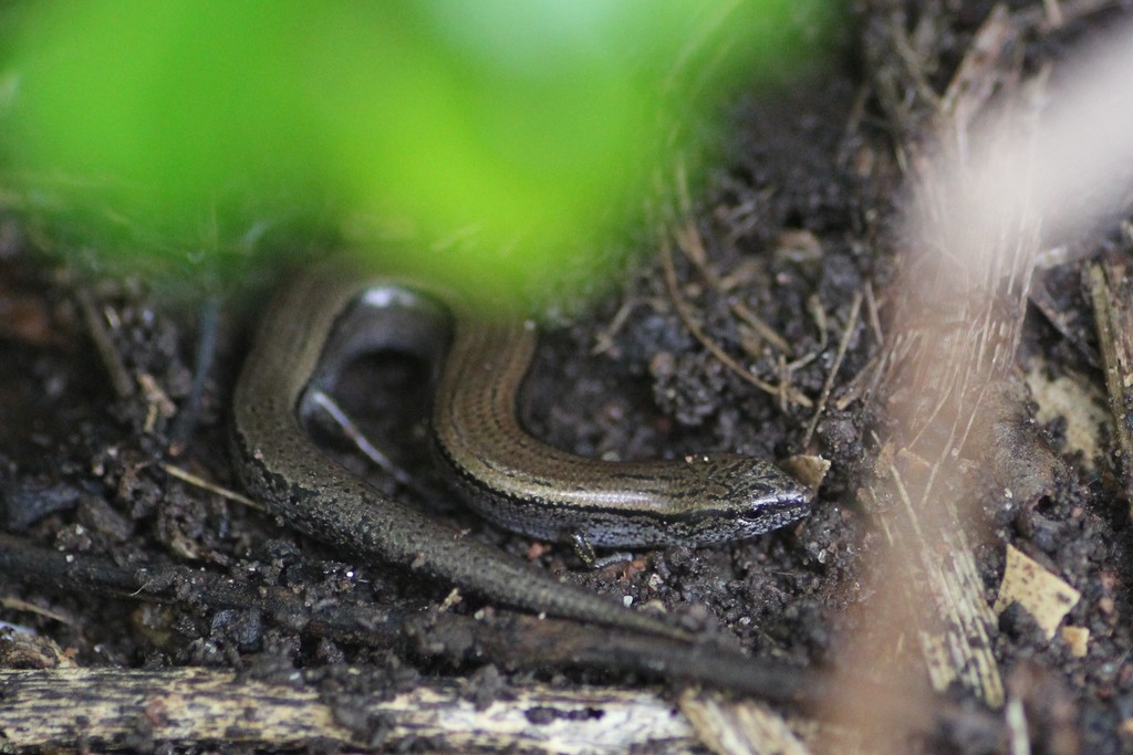 Three-toed Earless Skink in August 2021 by Stephen Fricker · iNaturalist