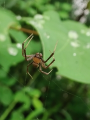 Argiope anasuja