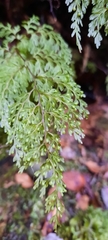 Hymenophyllum bivalve image