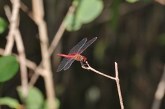 Tramea abdominalis