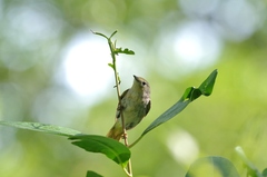 Setophaga petechia flavida