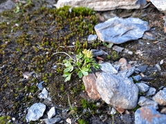 Ranunculus pygmaeus