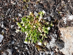 Cerastium nigrescens