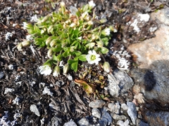 Cerastium nigrescens