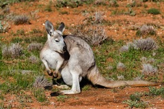 Osphranter robustus robustus