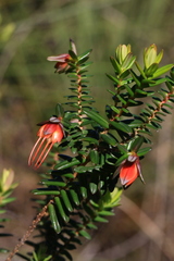 Darwinia citriodora