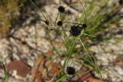 Schoenus curvifolius