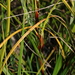 Morelotia octandra - Photo (c) Graham Zemunik, some rights reserved (CC BY-NC), uploaded by Graham Zemunik