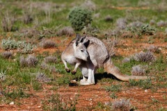 Osphranter robustus robustus