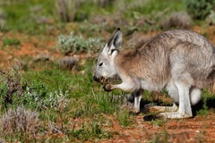 Osphranter robustus robustus