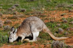 Osphranter robustus robustus