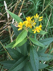 Lysimachia vulgaris