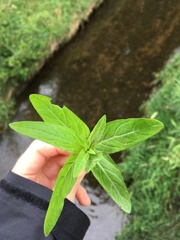 Epilobium