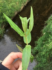 Epilobium