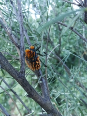 Julodis viridipes