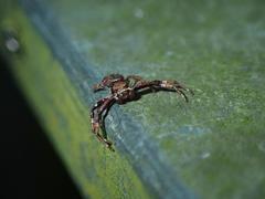 Strigoplus guizhouensis