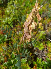 Hedysarum austrosibiricum