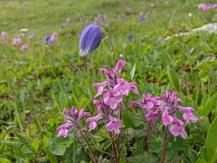 Pedicularis anthemifolia