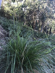 Carex brunnea