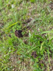 Carex aterrima