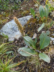 Lagotis integrifolia