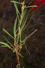 Eucalyptus pulchella