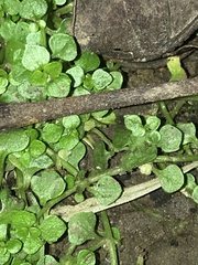 Callitriche muelleri