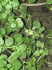 Callitriche muelleri