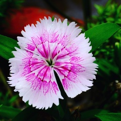 Dianthus chinensis
