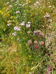 Erigeron eriocalyx