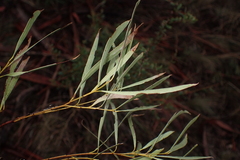 Eucalyptus pulchella