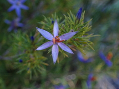 Calectasia narragara