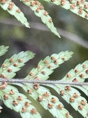 Parapolystichum microsorum