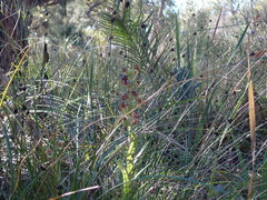 Pterostylis sanguinea