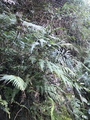 Parapolystichum microsorum