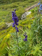 Aconitum glandulosum