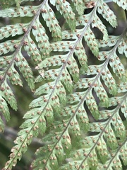 Parapolystichum microsorum