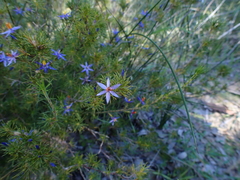 Calectasia narragara
