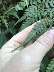 Parapolystichum microsorum