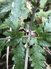 Parapolystichum microsorum