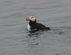 Fratercula corniculata
