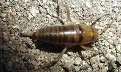 Ceuthophilus californianus