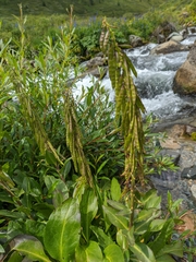 Macropodium nivale