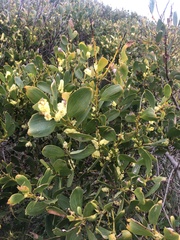 Acacia longifolia sophorae